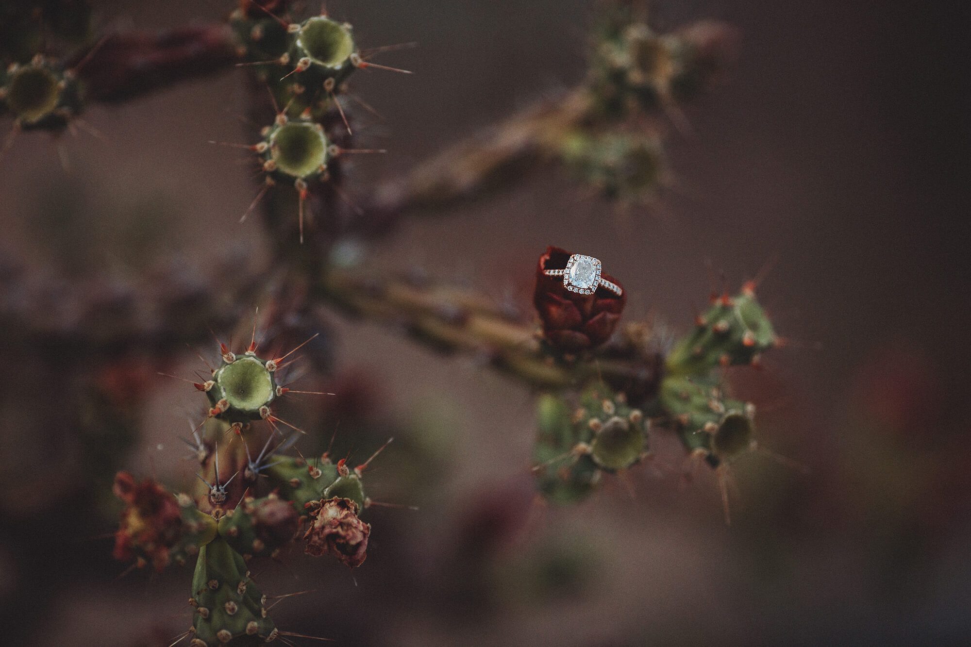 Ally's engagement ring on a local cactus
